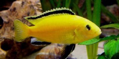 Peixe Labidocromis Yellow