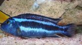 Peixe Auratus Azul