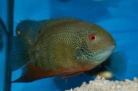 Peixe Acara Severum