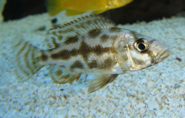 Peixe Livingstoni