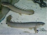 Polypterus Senegalus