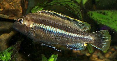 Auratus