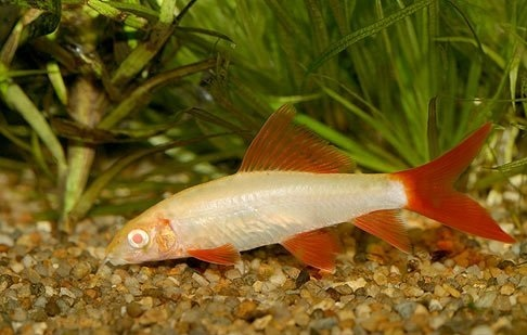 Labeo Frenatus Albino