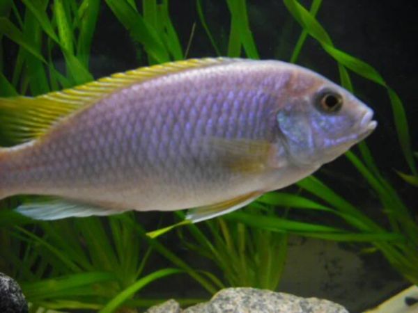 Peixe G.moori