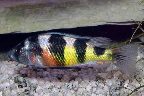 Peixe Zebra Obliquidens