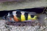 Peixe Zebra Obliquidens