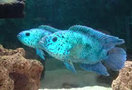 Jack Dempsey Blue