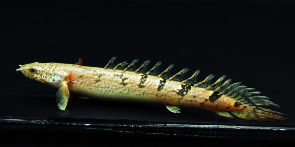 Polypterus Delhezi