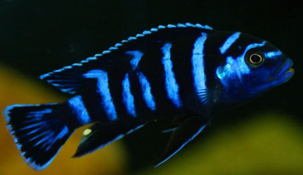 Peixe Demasoni Pombo