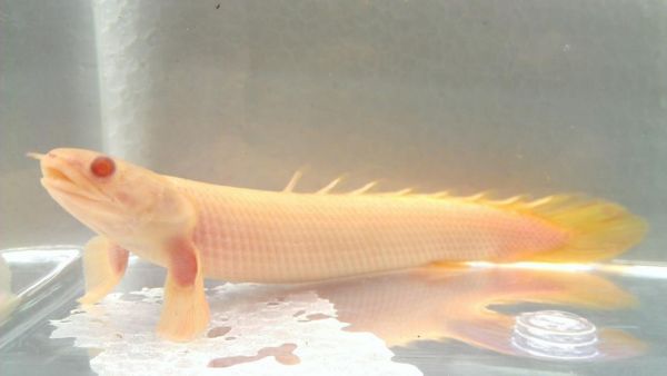 Polypterus Senegalus Albino